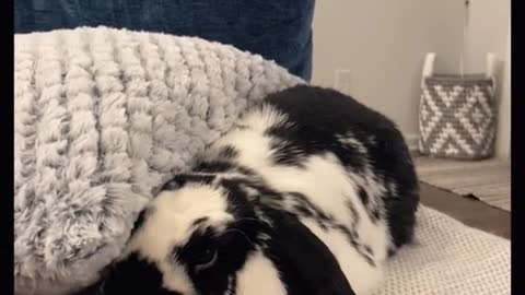 Lazy bunny #oops it happened again