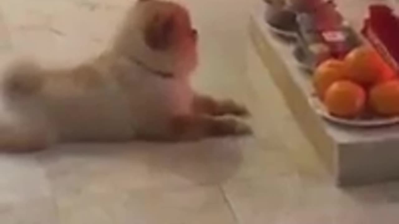 Cute Puppy Praying #shorts #viral #shortsvideo #video