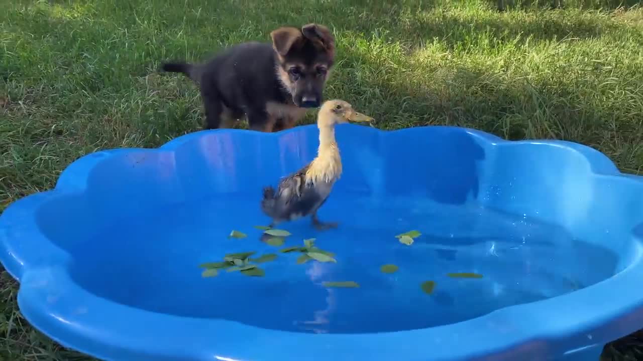 German Shepherd puppy meets a duckling for the first time!