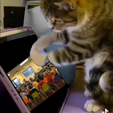 Mr FlannelFoot can talk to animals