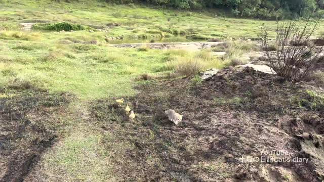 The kitten takes three ducklings on an outdoor trip! happy duck