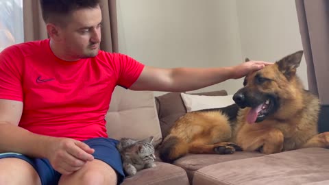 How a German Shepherd and a Kitten Became Friends-11