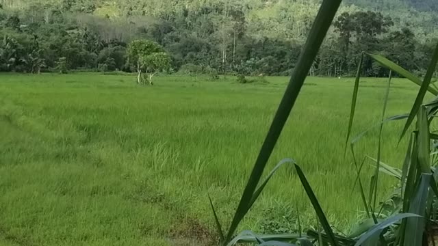 Nature🌿 in Srilanka