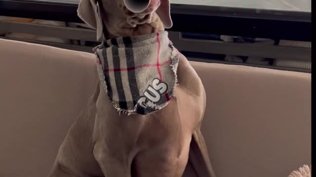 Weimaraner Pup's Flute Solo