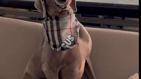 Weimaraner Pup's Flute Solo