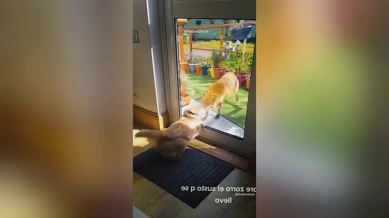 Funny Animal Videos 2023 🥰 - Funniest Dogs and Cats Videos you should notnmiss