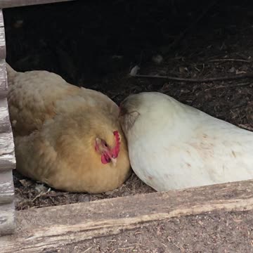 OMC! BEST FRIENDS! Whitey And Red#4 Adorably Close! Best Friends FOREVER!