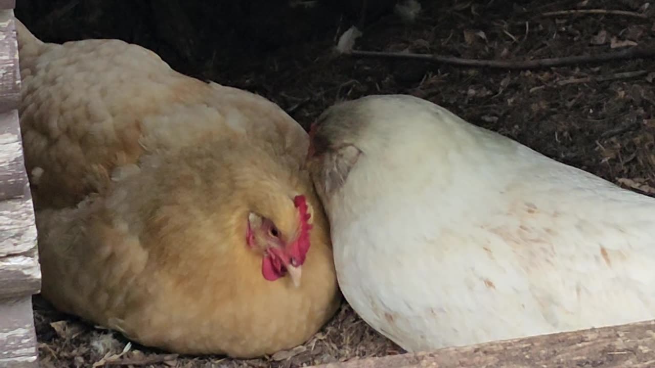 OMC! BEST FRIENDS! Whitey And Red#4 Adorably Close! Best Friends FOREVER!