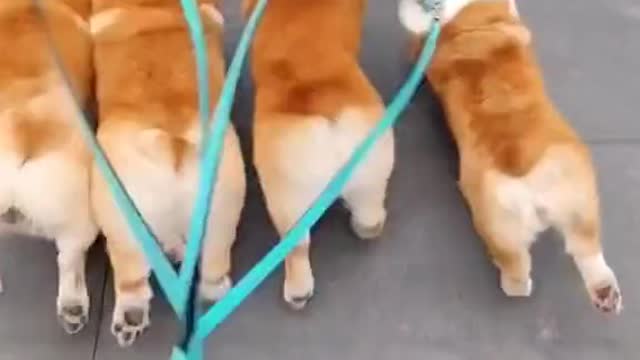 Takenawaybydogseveryday.