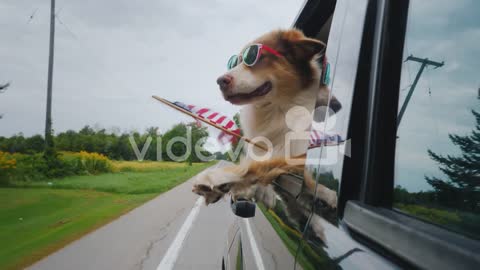 Cheerful Dog In Sunglasses With The Flag Of America In The Paw Independence Day Celebration In The U