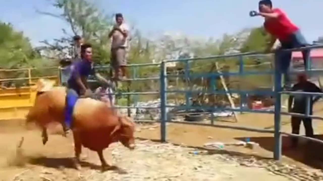 Bull fighting gone wrong 🤣🤣
