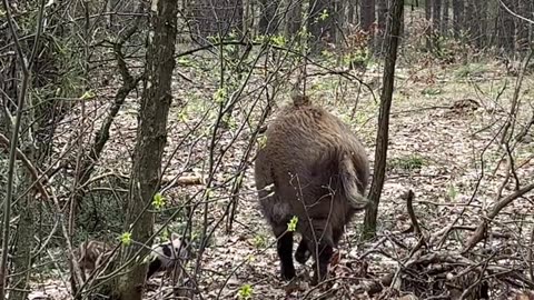 Meeting A Wild Boar Family