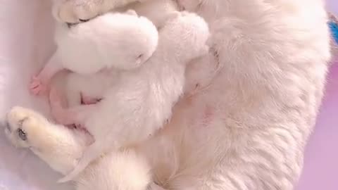 Cute baby Cats videos