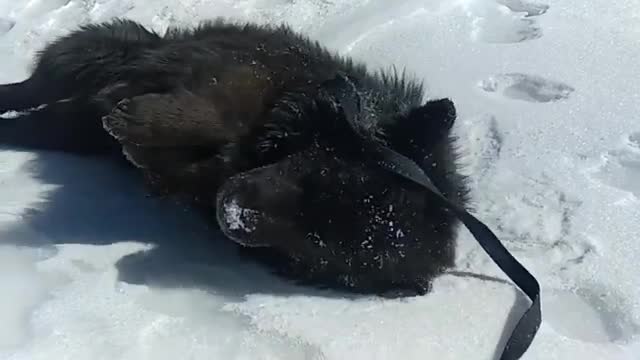 Tibetan Mastiff - a beautiful day in Ladakh