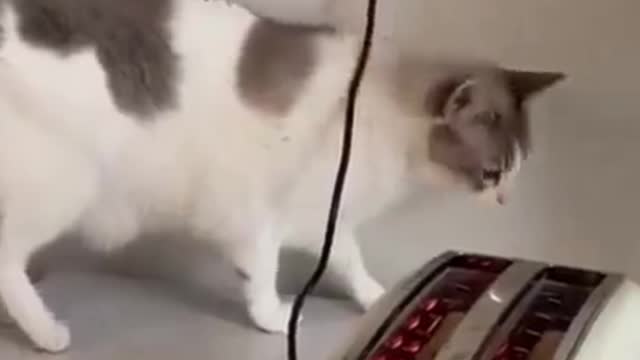 Cute Cat Very Afraid See The Bread Toast