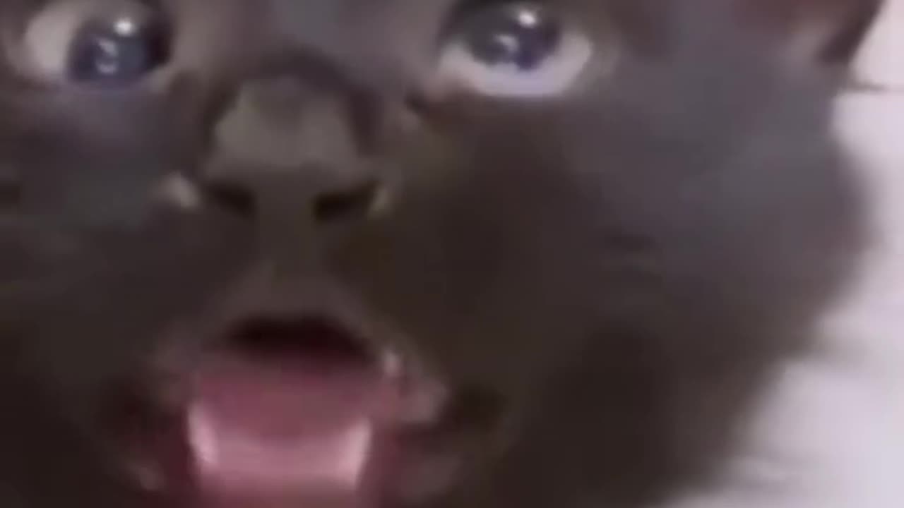 Funny cat