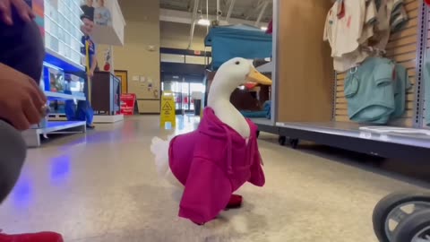 I took my duck to Petsmart