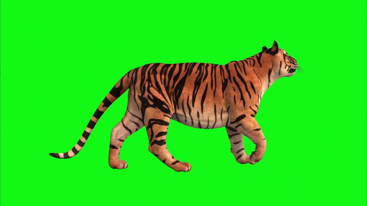 Tiger Green Screen Animal Cat Predator Carnivore