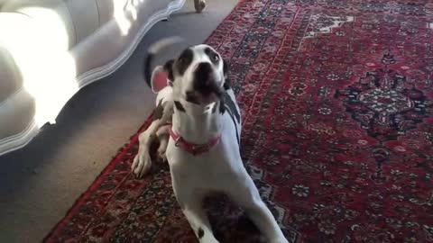 Great Dane puppy throwing a tantrum