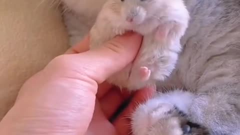 hamster really loving that kitty