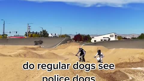 do regular dogs see police dogs