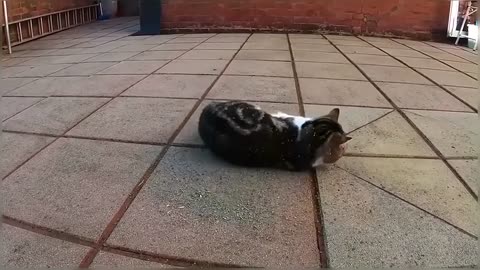 Cat has amazing experience with Catnip