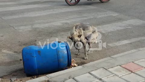 A sick stray dog eating from garbage can on road-