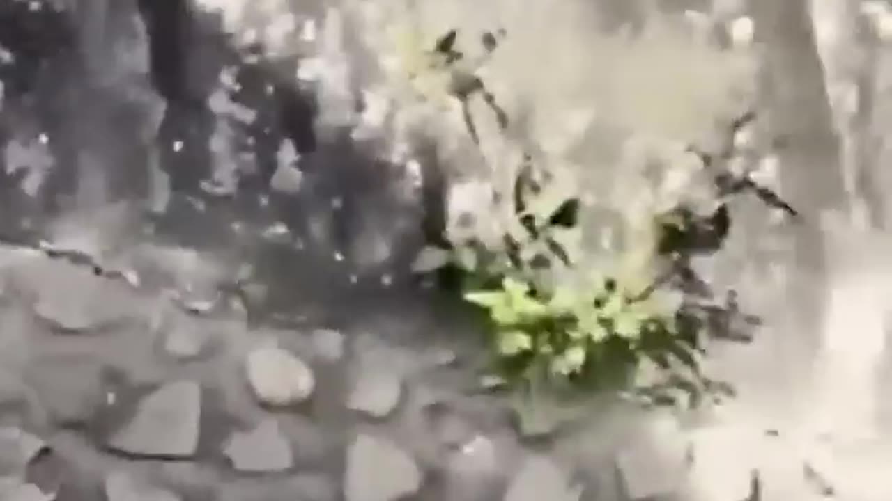 Try not to laugh funny animal videosππππππππ
π