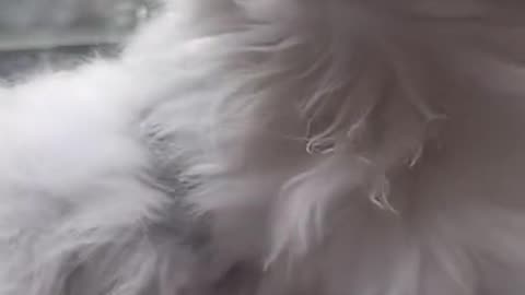 Cute and funny cat video.