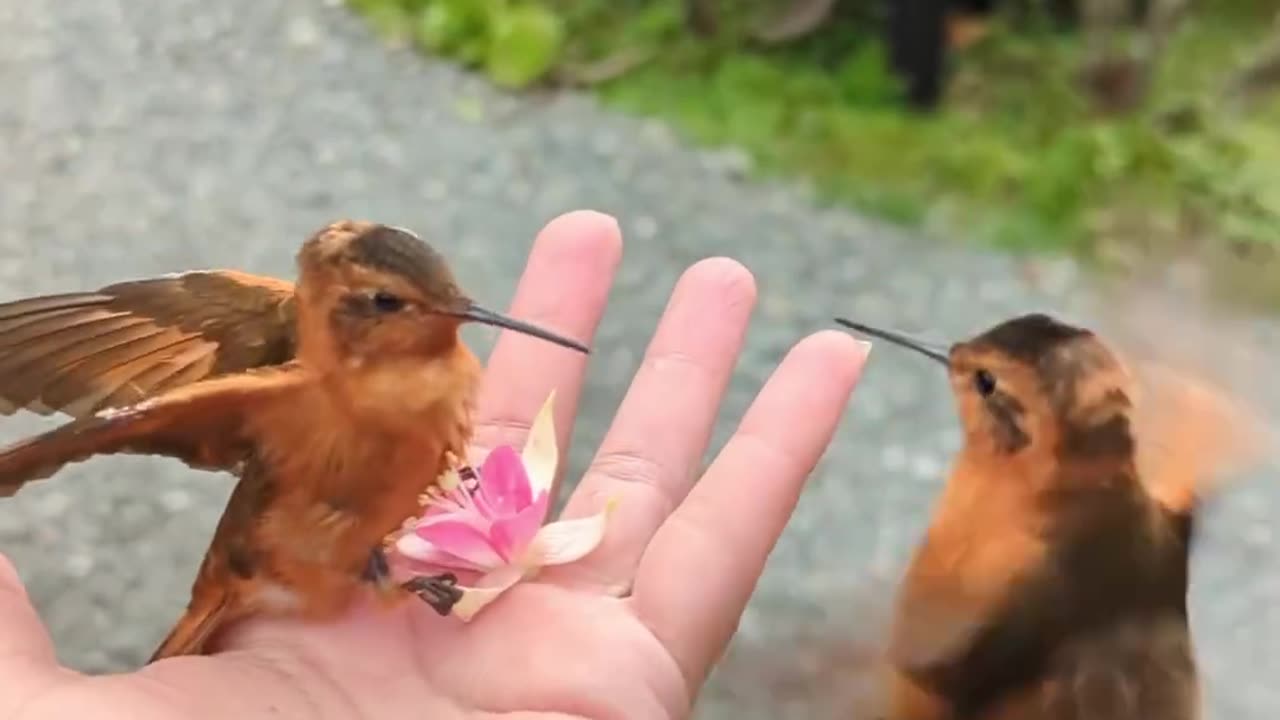 Cute birds ...