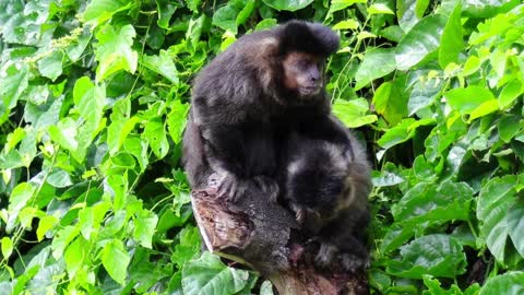 Couple of Capuchin Monkeys in the Forest.