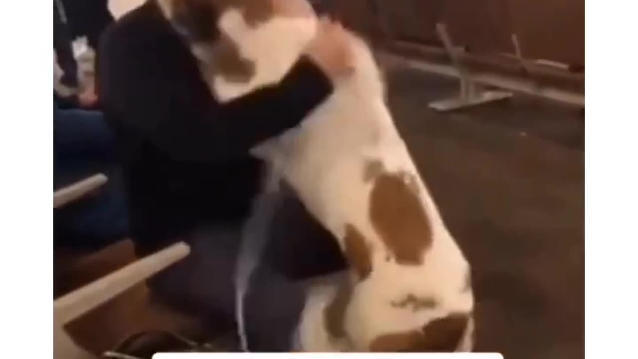 Dog cries of happiness after meeting his owner at airport 🥺❤️ Rate this cutie 1-10 🐶