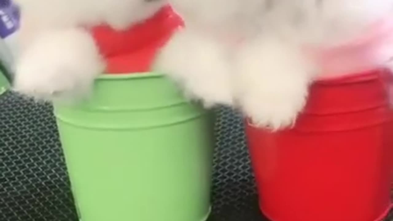 Pomeranian_Teacup_Puppies😘😍😂-Funny_Puppy_Video-Animal_Haus