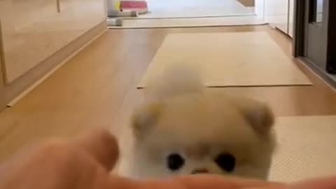 Cute dog video