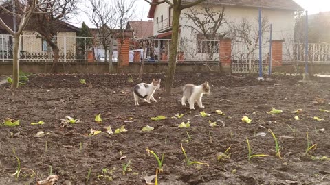 Cat Zoomies That Will Make Your Day