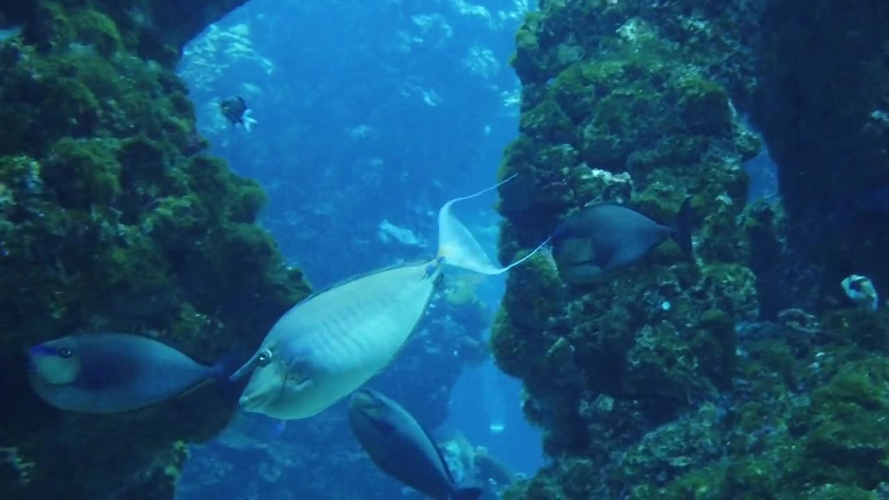 Fish Ocean Aquarium Strange Underwater Fishing