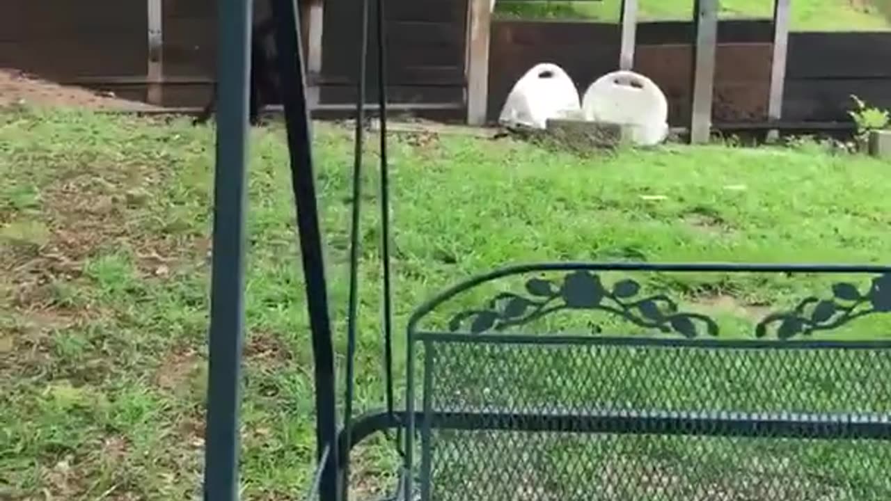 See how dog gets hyper when sees his owner sinking in the pool