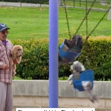 Little Dogs Play on Swings | Inside Edition