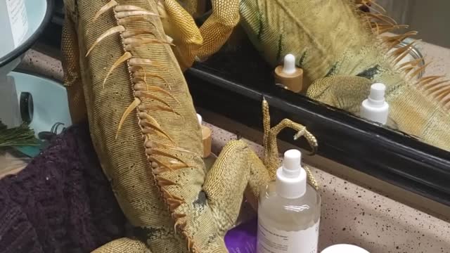Blizz the Iguana Makes for a Bad Cat Climbing on Bathroom Counter