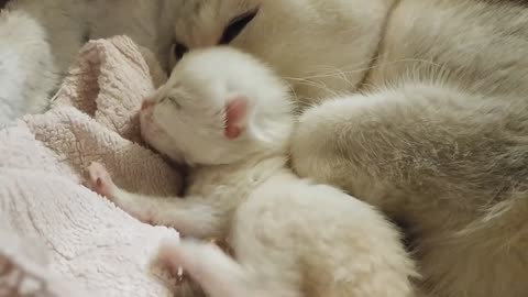 British Shorthair Kitten 4 Days After Birth | Cuteness | Video 2019