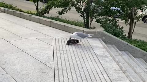 Seagull kills and eats pigeon