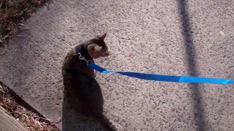 Toilet Training Your Kitten