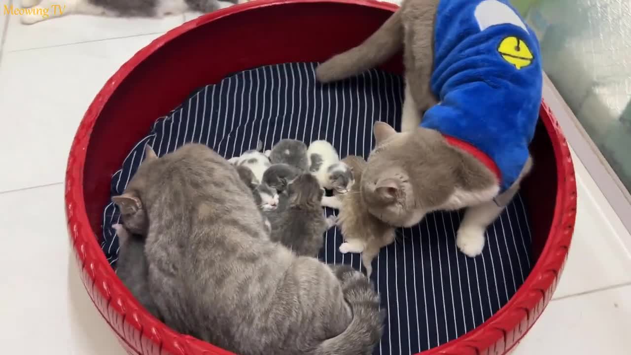 The male cat regularly visits and takes care of his kittens