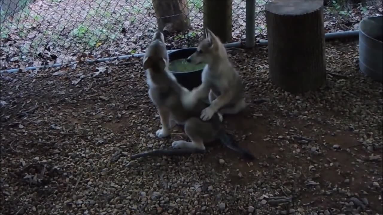 Baby Wolf Pups Howling - CUTEST Compilation