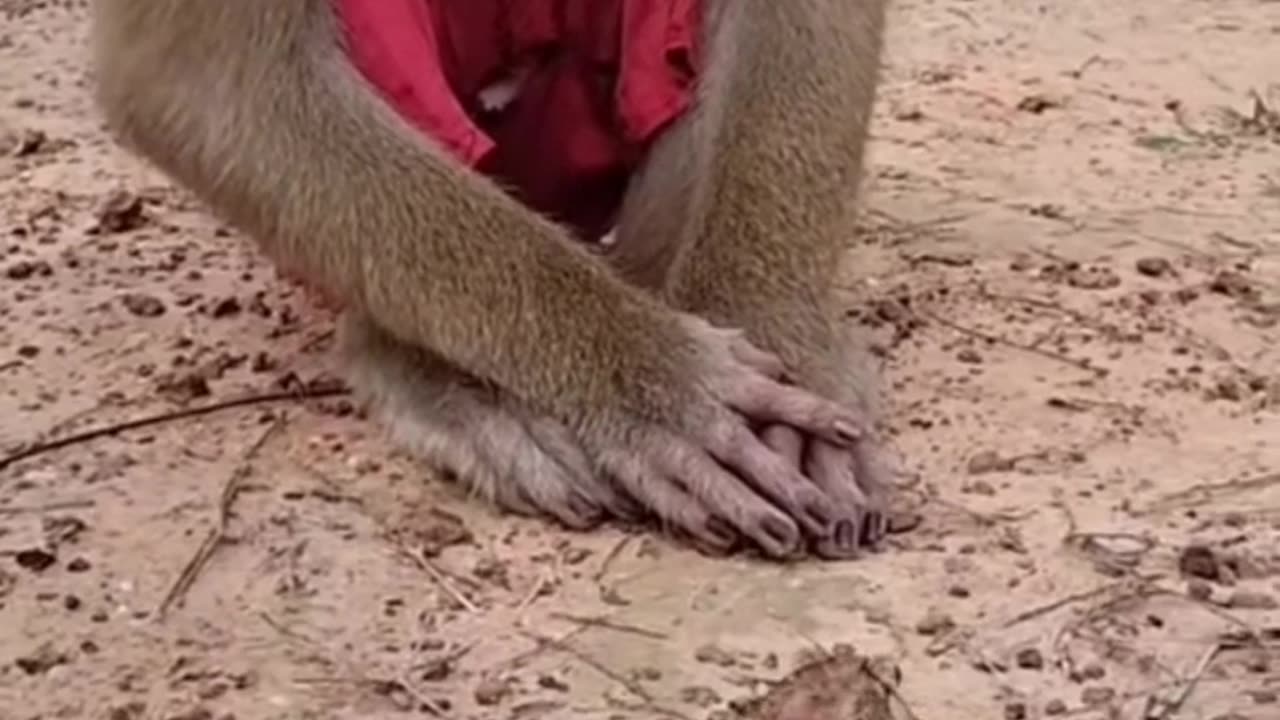 Monkey playing with frog 🐸🐸🐸🐸🐸🐸😁🐸😁🐸