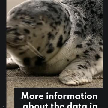 looking for the dop dividends