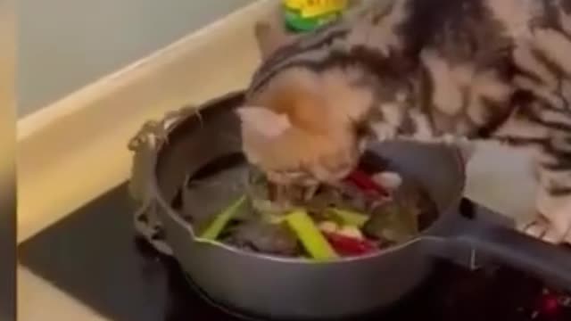 Funny cats videos compilation | Cat videos