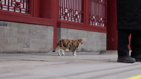 A cat on a walk