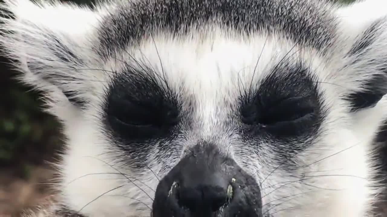 Ring-tailed lemur