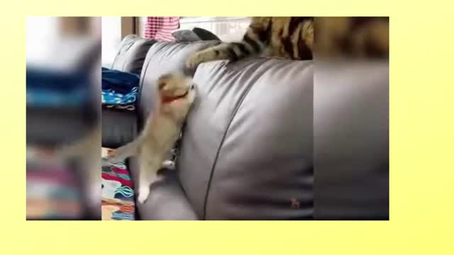 cat dance/ funny cat